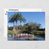Flamingos Postkarte (Vorne/Hinten)
