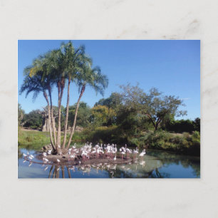 Flamingos Postkarte