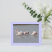 Flamingos Postkarte (Stehend Vorderseite)