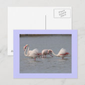 Flamingos Postkarte (Vorne/Hinten)