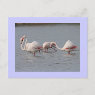 Flamingos Postkarte