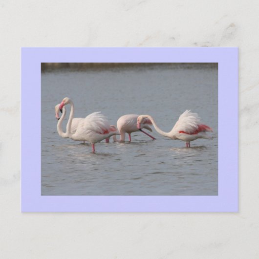 Flamingos Postkarte (Vorderseite)