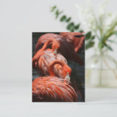 Flamingos Postkarte (Stehend Vorderseite)
