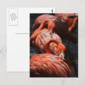 Flamingos Postkarte (Vorne/Hinten)