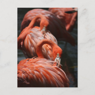 Flamingos Postkarte