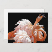 Flamingos Postkarte (Vorne/Hinten)