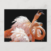Flamingos Postkarte (Vorderseite)