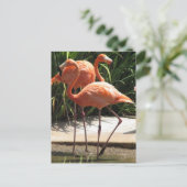 Flamingos-Postkarte Postkarte (Stehend Vorderseite)
