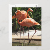 Flamingos-Postkarte Postkarte (Vorne/Hinten)