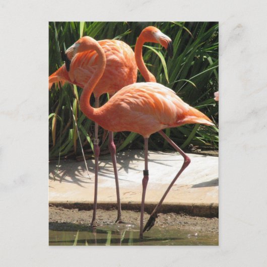 Flamingos-Postkarte Postkarte (Vorderseite)