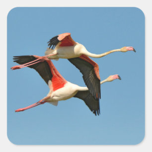 Flamingos Quadratischer Aufkleber