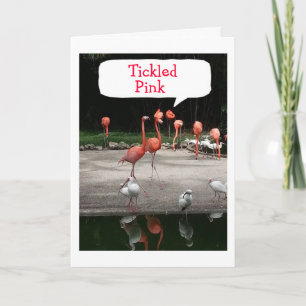 FLAMINGOS SIND "TICKLED PINK" ES IST IHR GEBURTSTA KARTE