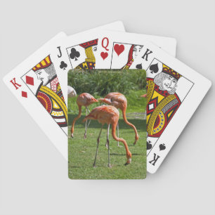 Flamingos Spielkarten