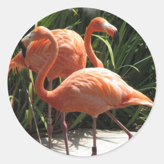Flamingos Sticker (Vorderseite)