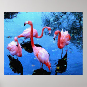Flamingos tanzen poster