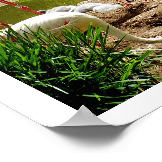 Flamingos und Küken Poster (Ecke)