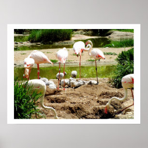 Flamingos und Küken Poster