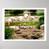 Flamingos und Küken Poster (Vorne)