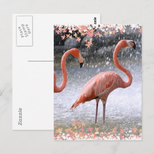 Flamingos und Wasserfall Postkarte (Vorne/Hinten)