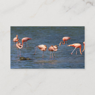 Flamingos Visitenkarte