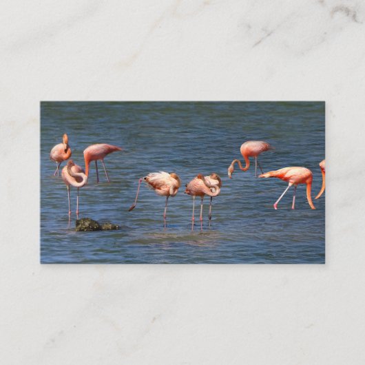 Flamingos Visitenkarte (Vorderseite)