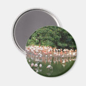 Flamingoschwarm Magnet (Vorderseite/Rückseite)