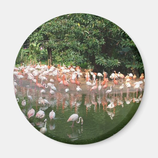 Flamingoschwarm Magnet (Vorne)