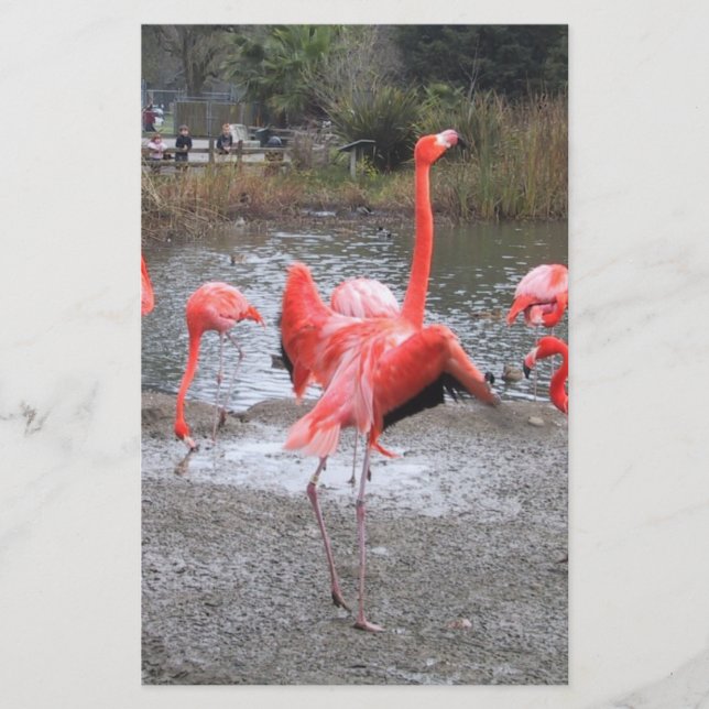 Flamingotanz (Vorderseite)