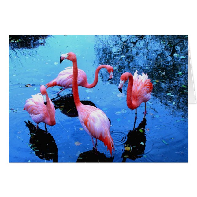 Flamingotanzen (Vorderseite (Horizontal))