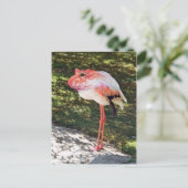 Flamingtoad Postkarte (Stehend Vorderseite)