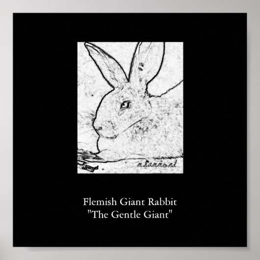 Flämisches Riesen-Kaninchen "Der sanfte Riese" Poster (Vorne)
