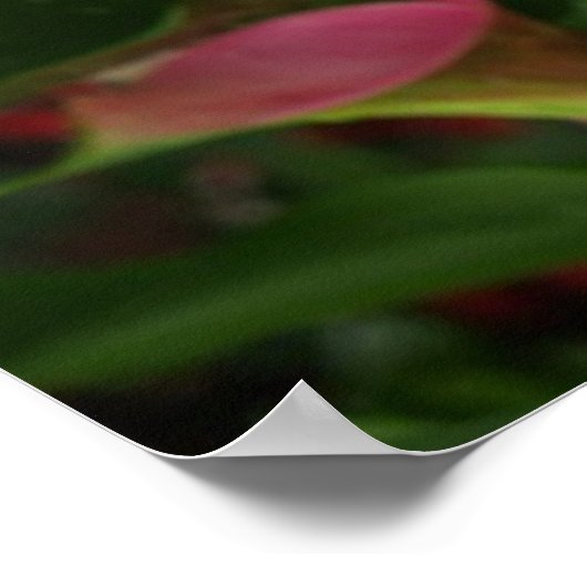 Flamme Calla. Poster (Ecke)