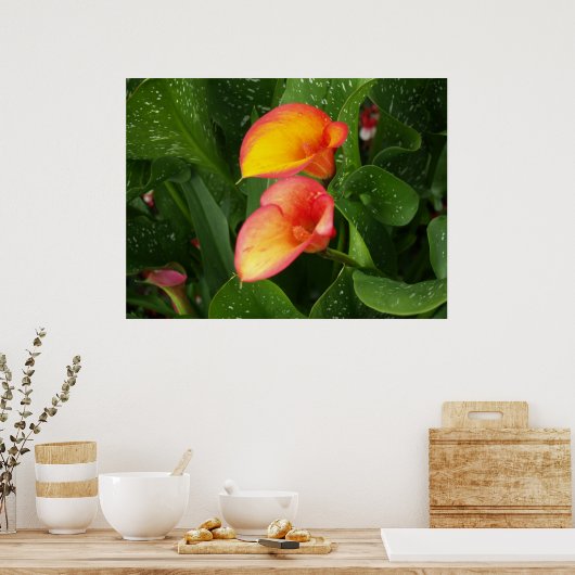 Flamme Calla. Poster (Küche)