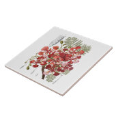 Flammen-Baum (Delonix regia) Fliese (Seite)