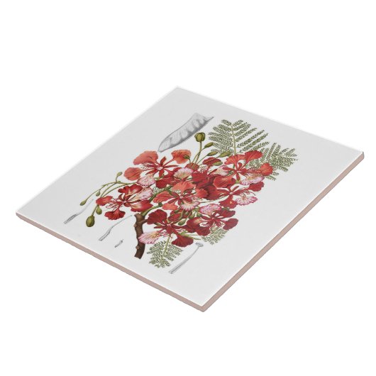 Flammen-Baum (Delonix regia) Fliese (Seite)