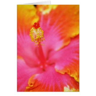 Flammen-Hibiskus I