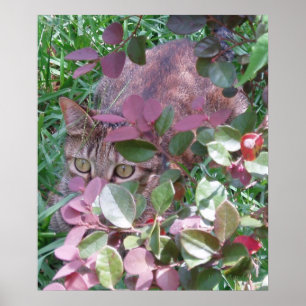 Flammen-Katzenaugen Poster