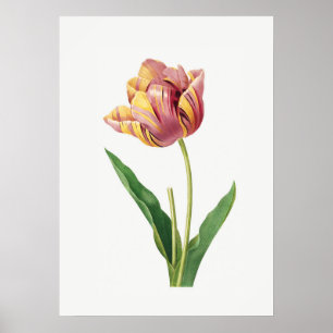Flammen-Tulpe Vintage-Botanik-Illustrationsposter Poster
