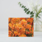 Flammenazaleenblüten Postkarte (Stehend Vorderseite)