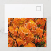 Flammenazaleenblüten Postkarte (Vorne/Hinten)