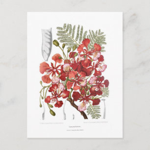 Flammenbaum (Delonix regia) Postkarte