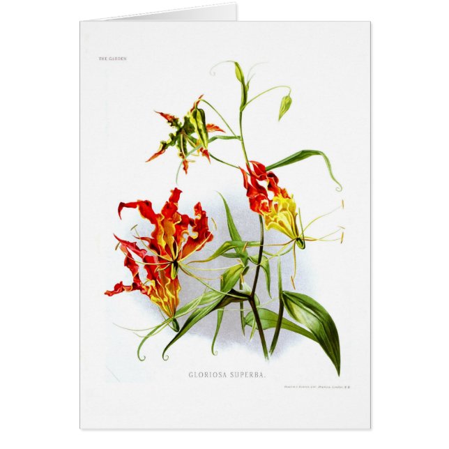 Flammenlilie (Gloriosa superba) (Vorne)