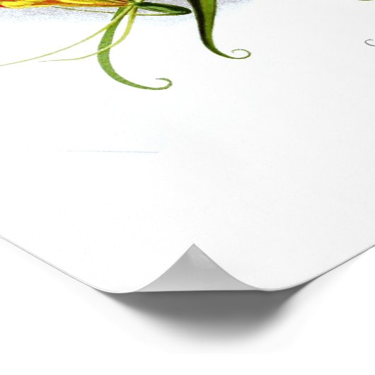 Flammenlilie (Gloriosa superba) Poster (Ecke)