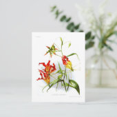 Flammenlilie (Gloriosa superba) Postkarte (Stehend Vorderseite)