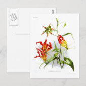 Flammenlilie (Gloriosa superba) Postkarte (Vorne/Hinten)