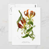 Flammenlilie (Gloriosa superba) Postkarte (Vorne/Hinten)