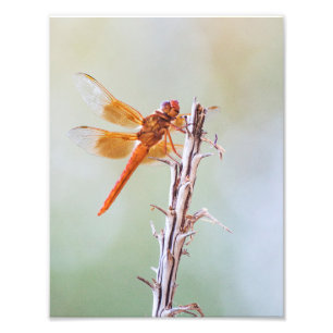 Flammskimmer Dragonfly auf Agave Fotodruck