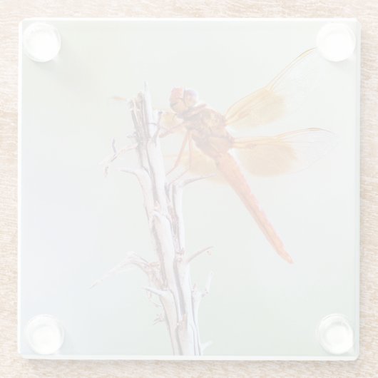 Flammskimmer Dragonfly auf Agave Glasuntersetzer (Rückseite)