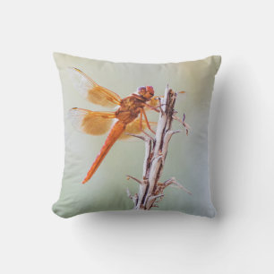 Flammskimmer Dragonfly auf Agave Kissen