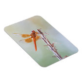 Flammskimmer Dragonfly auf Agave Magnet (Rechte Seite)